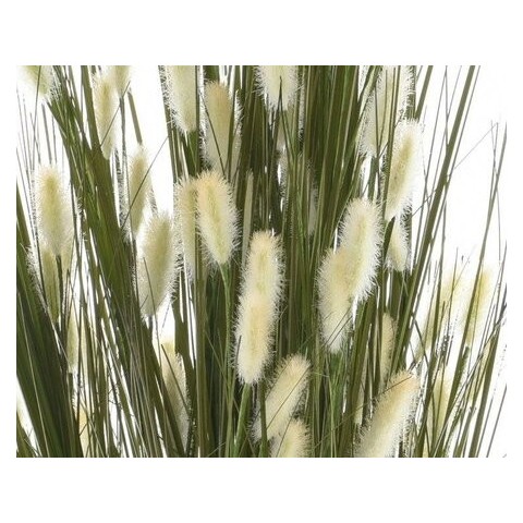 PIANTA PAMPAS WHITE H150 2